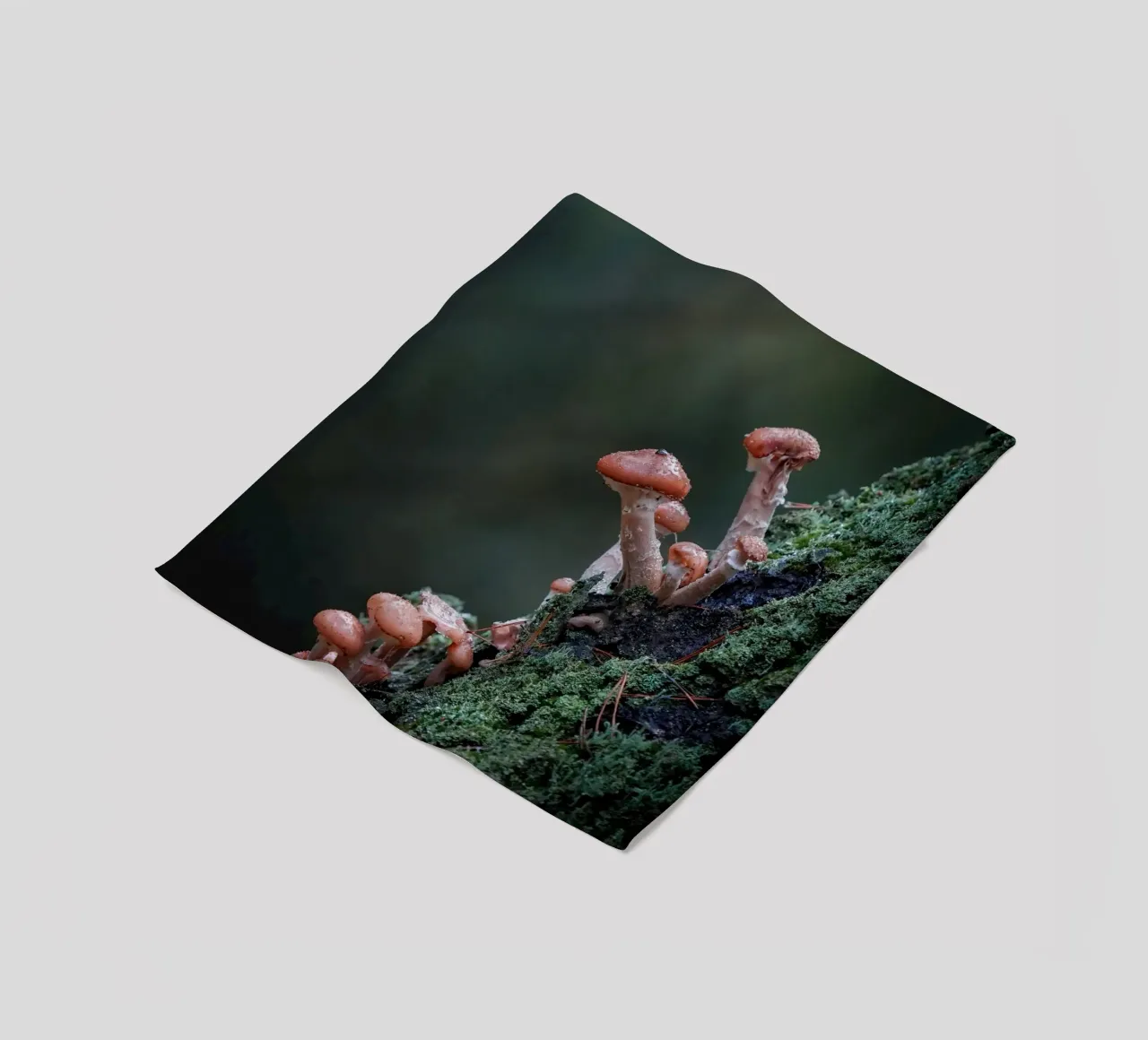 Funghi nella foresta coperta in pile da Tom's Wildlife