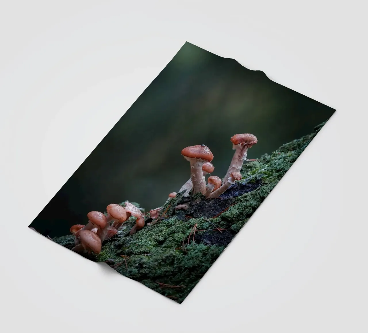 Funghi nella foresta coperta in pile da Tom's Wildlife