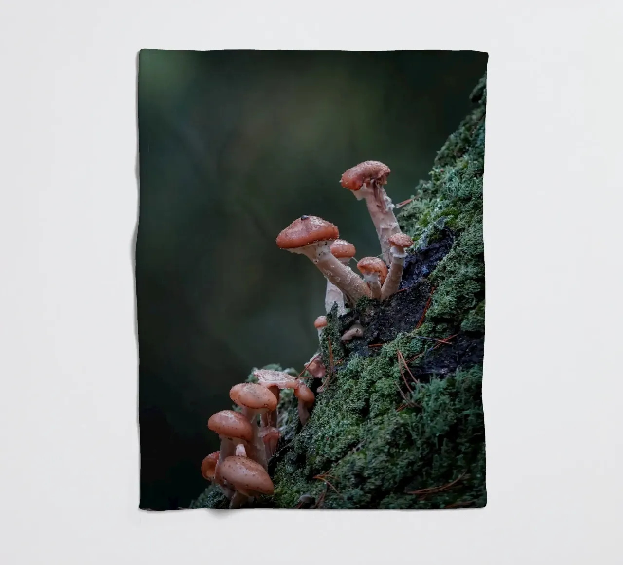 Funghi nella foresta coperta in pile da Tom's Wildlife