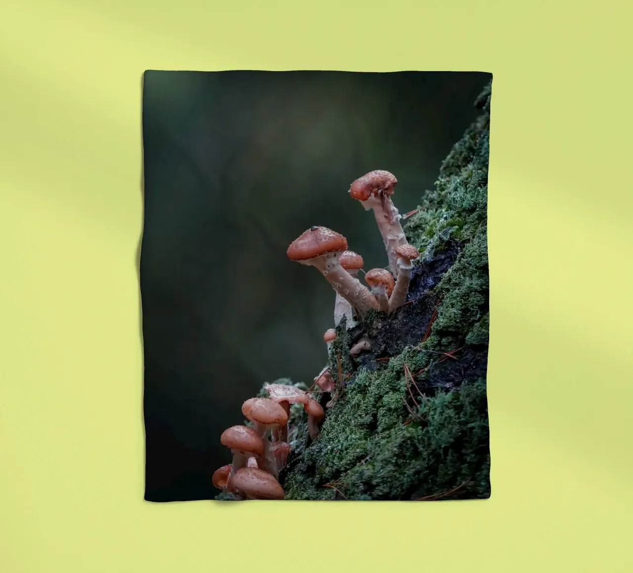 Funghi nella foresta coperta in pile da Tom's Wildlife