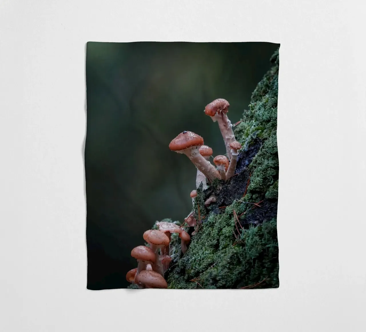Funghi nella foresta coperta in pile da Tom's Wildlife