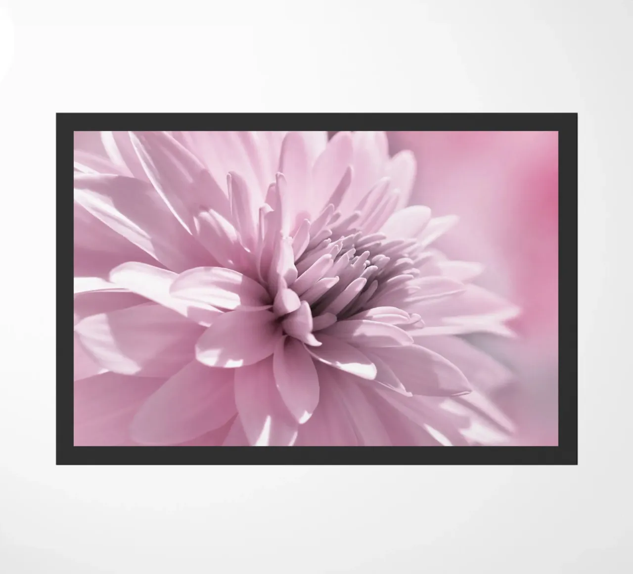 Dalia zerbino da Atteloi