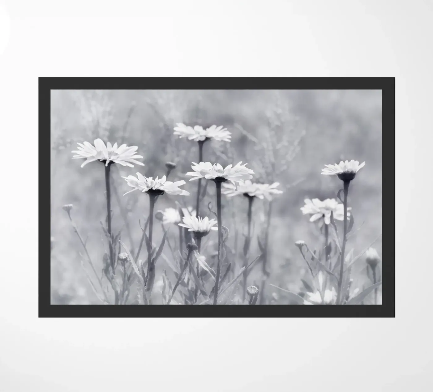 Daisies zerbino da Atteloi