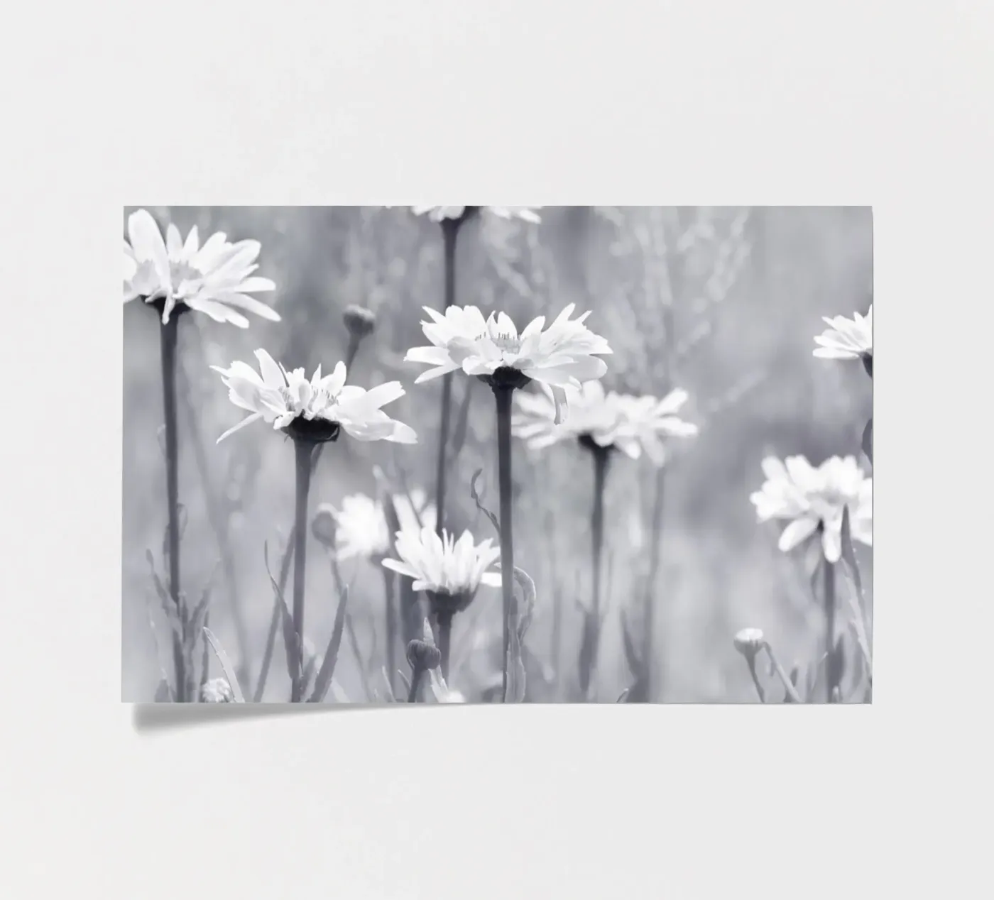 Daisies sticker sheet by Atteloi