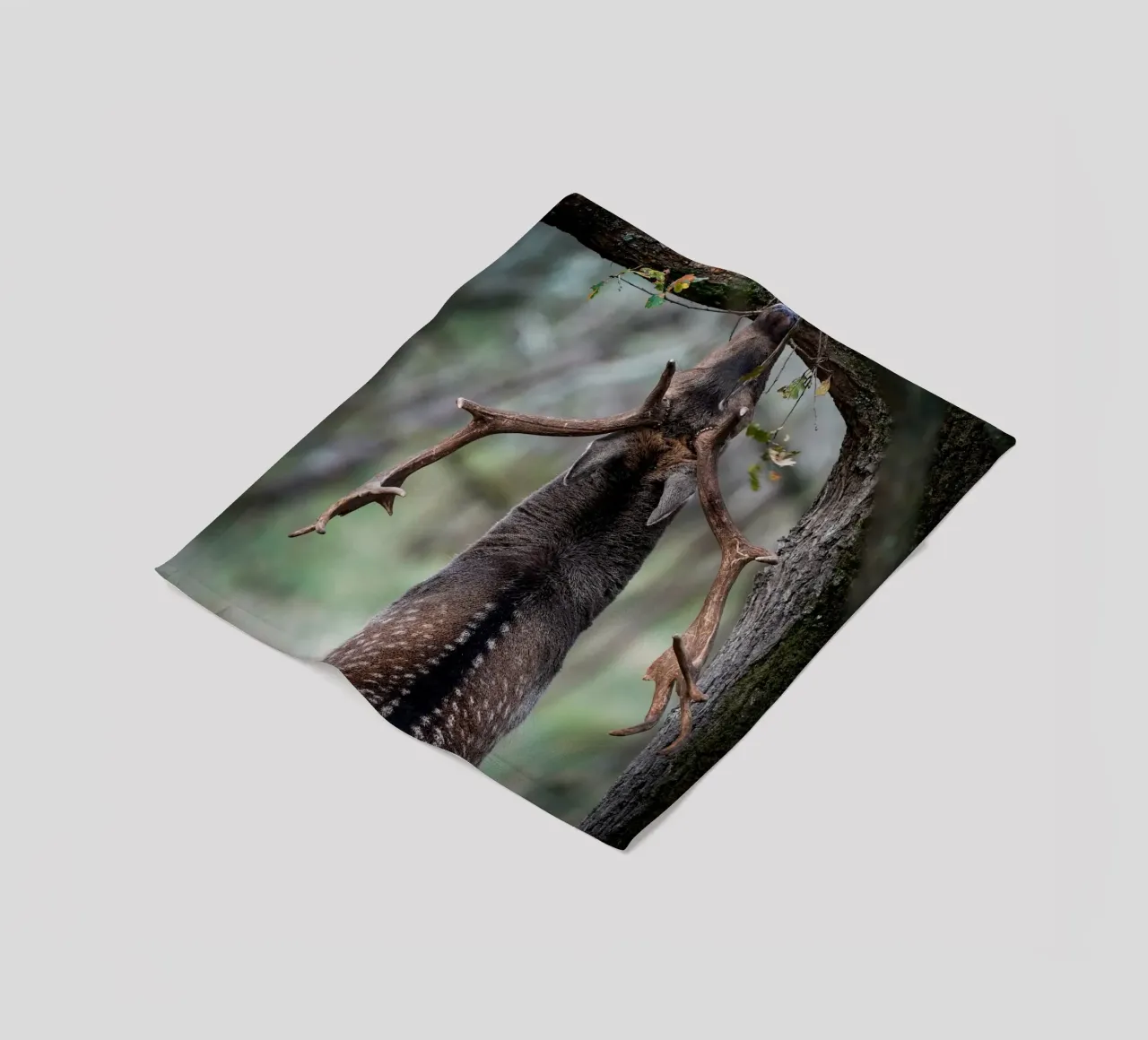 Il daino in fregola coperta in pile da Tom's Wildlife