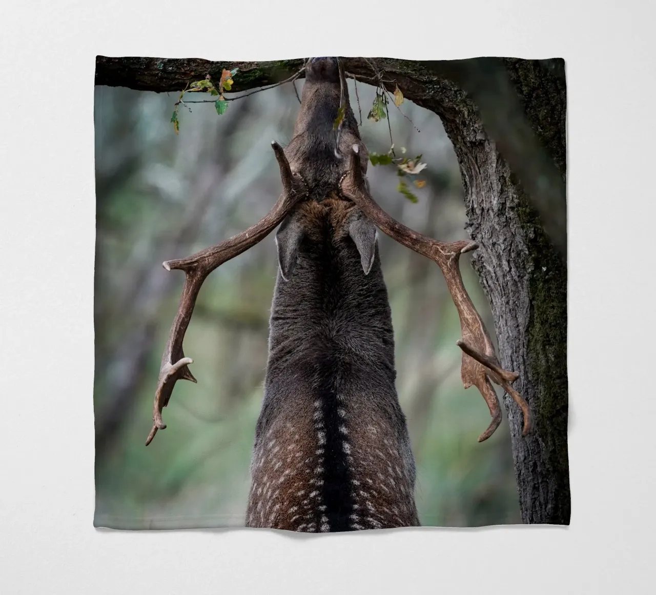 Il daino in fregola coperta in pile da Tom's Wildlife