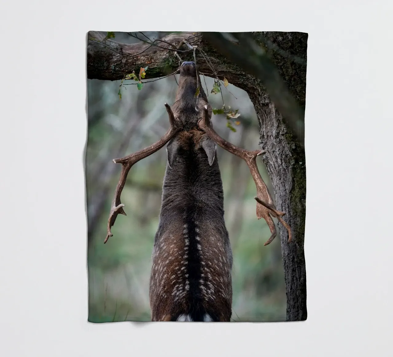 Il daino in fregola coperta in pile da Tom's Wildlife