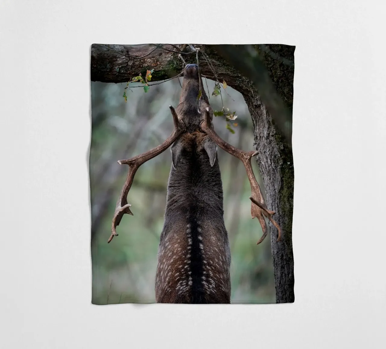 Il daino in fregola coperta in pile da Tom's Wildlife