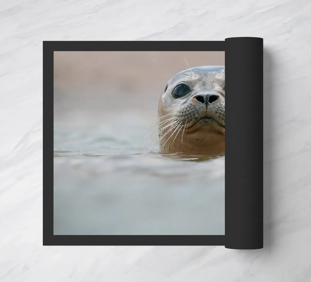 Sigillo zerbino da Tom's Wildlife