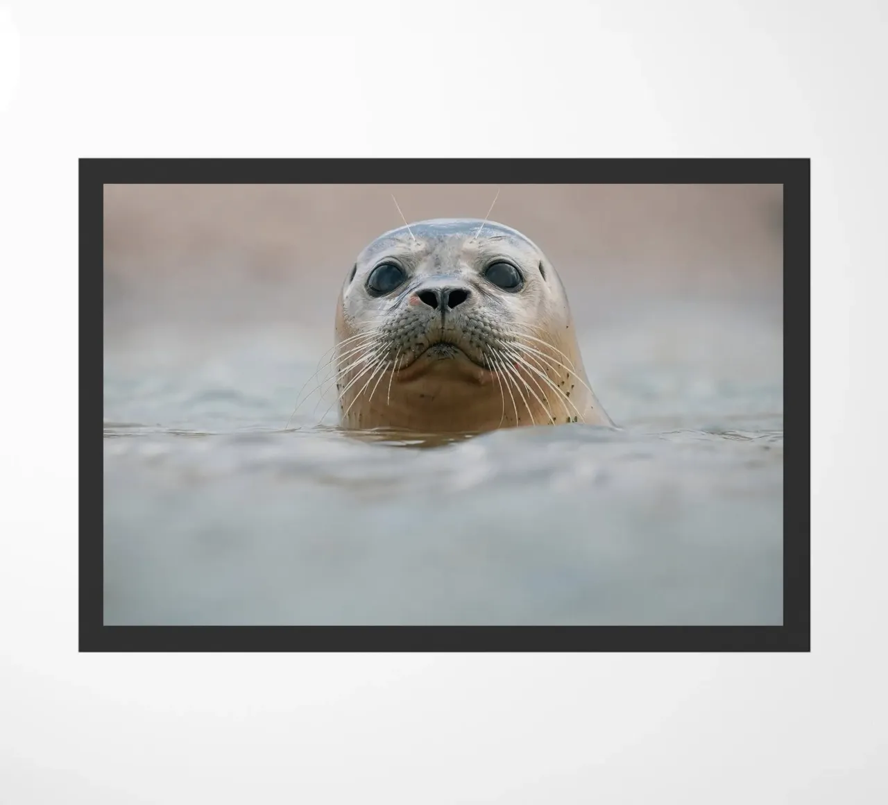 Sigillo zerbino da Tom's Wildlife