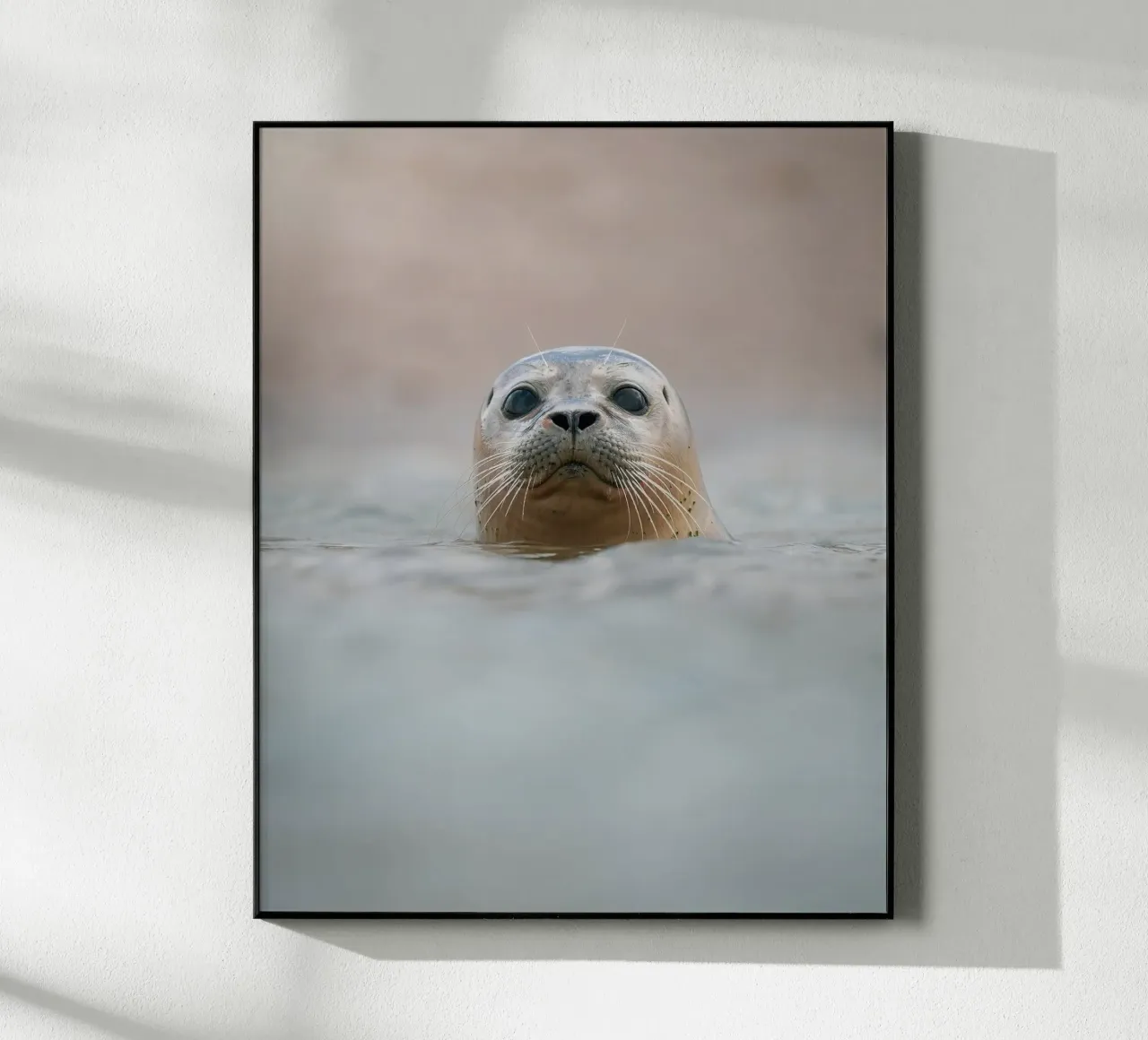 Seal plexiglass da Tom's Wildlife