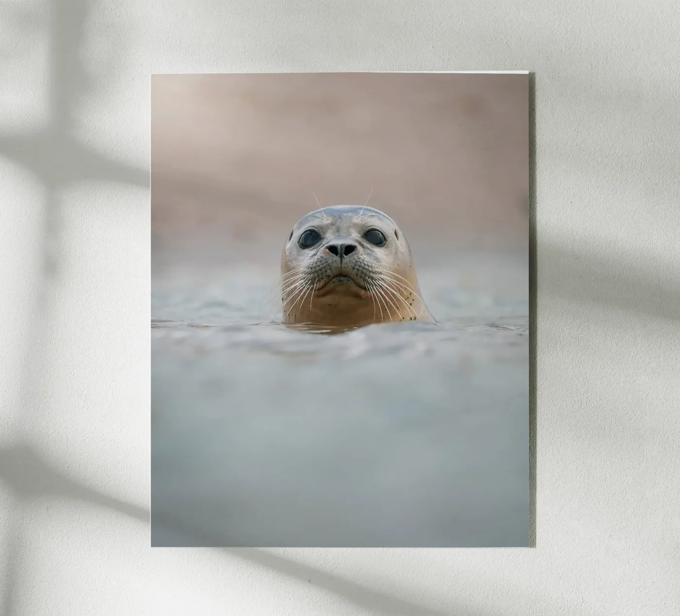 Seal Acryl-Glas von Tom's Wildlife