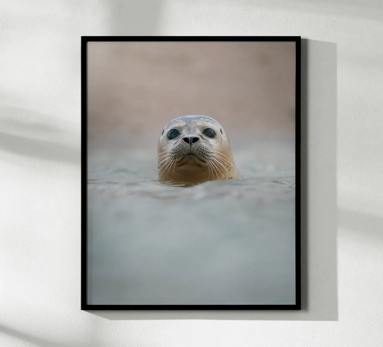 Seal poster da Tom's Wildlife
