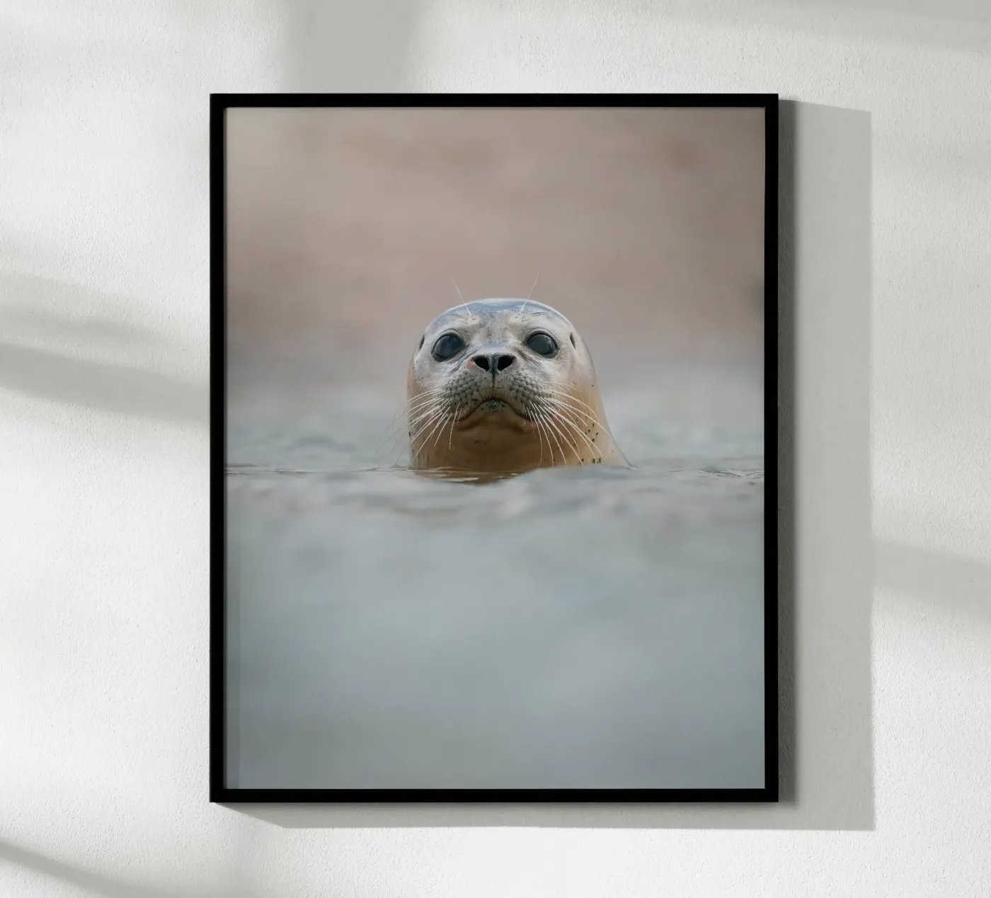 Seal poster by Tom's Wildlife