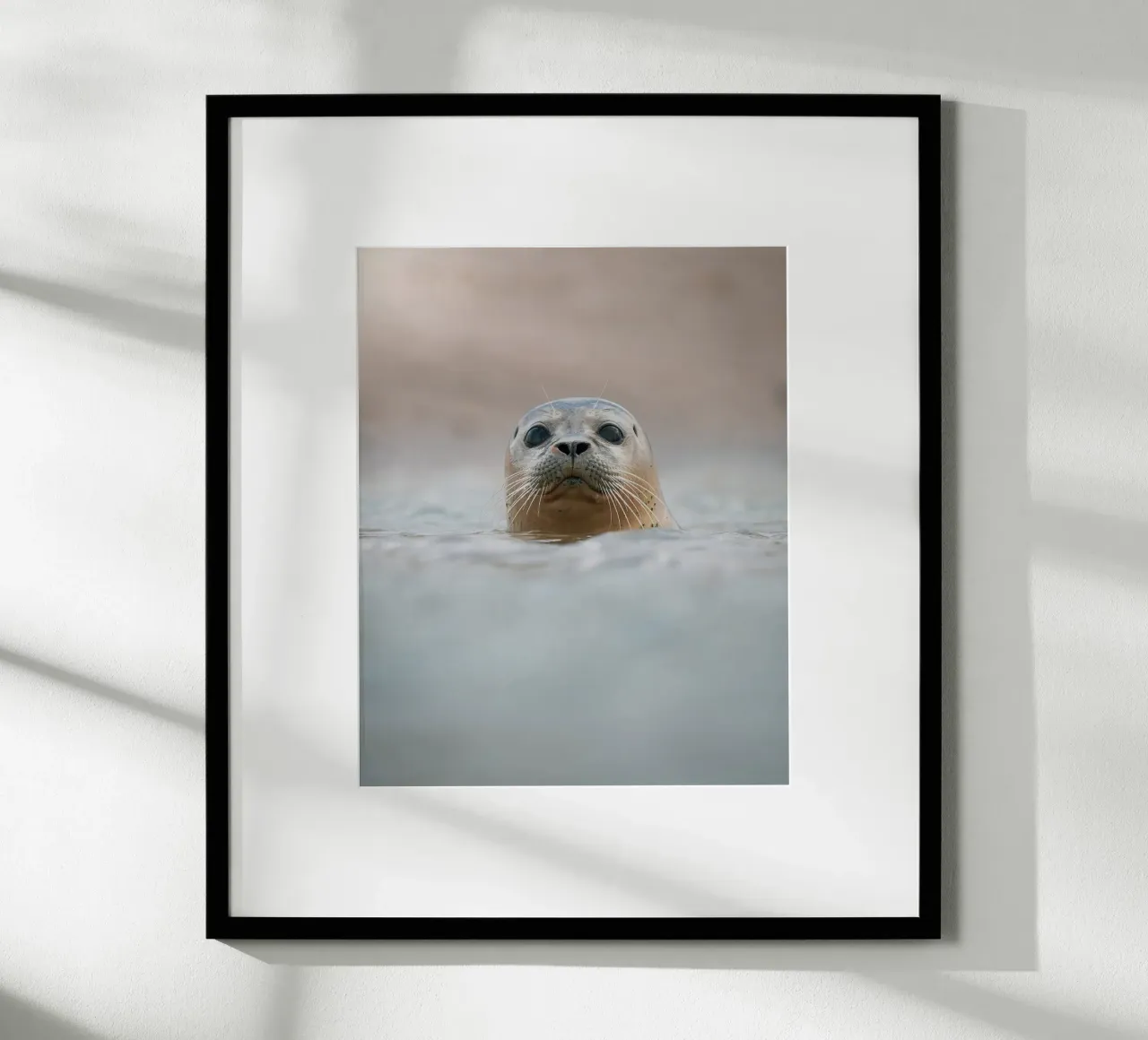 Seal poster by Tom's Wildlife