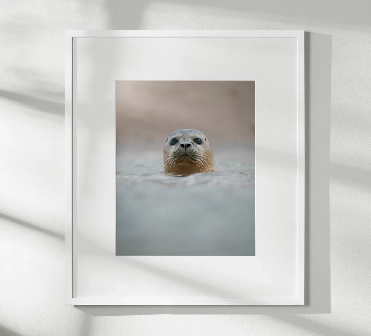 Seal poster da Tom's Wildlife
