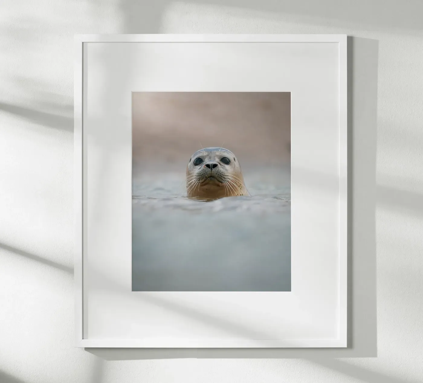 Seal poster by Tom's Wildlife