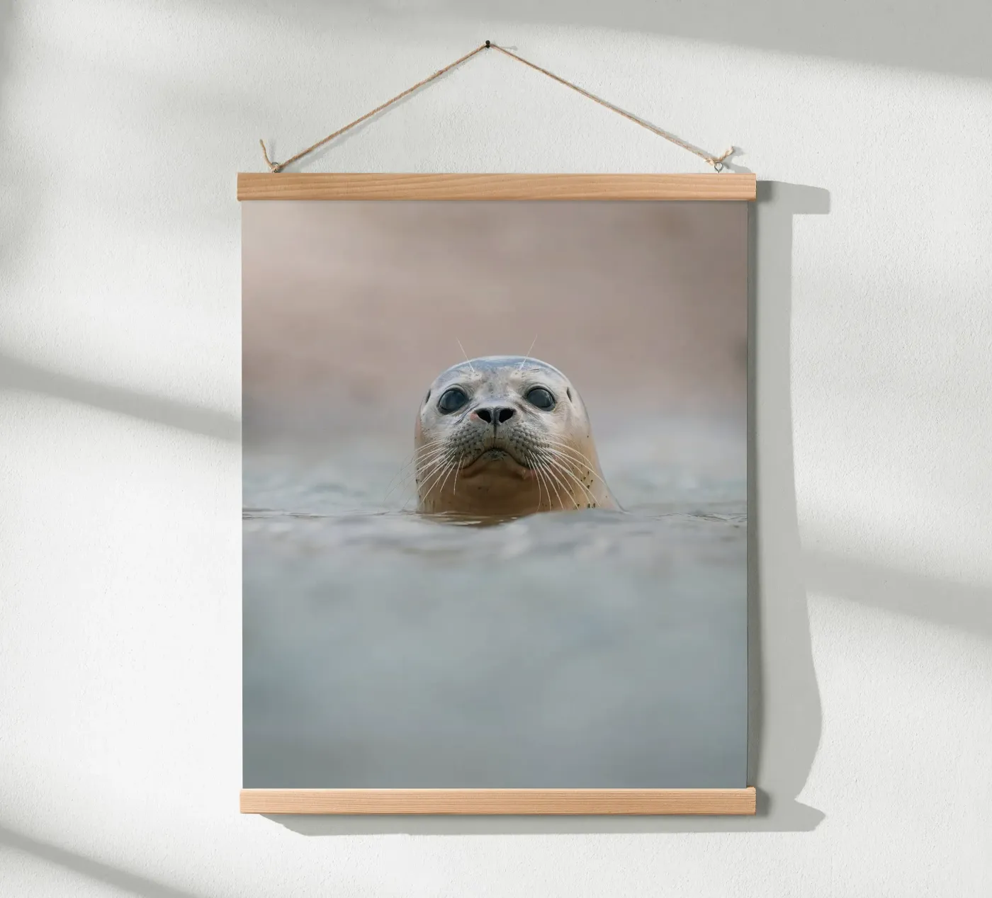 Seal poster by Tom's Wildlife