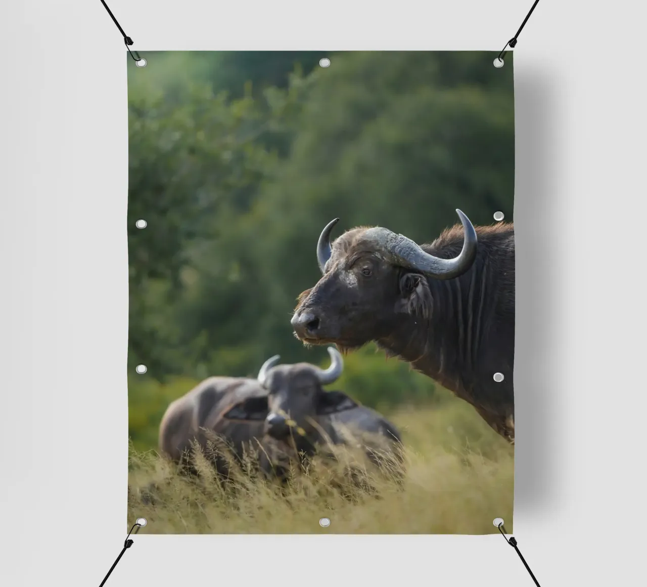 Bufalo africano telo in pvc da Tom's Wildlife