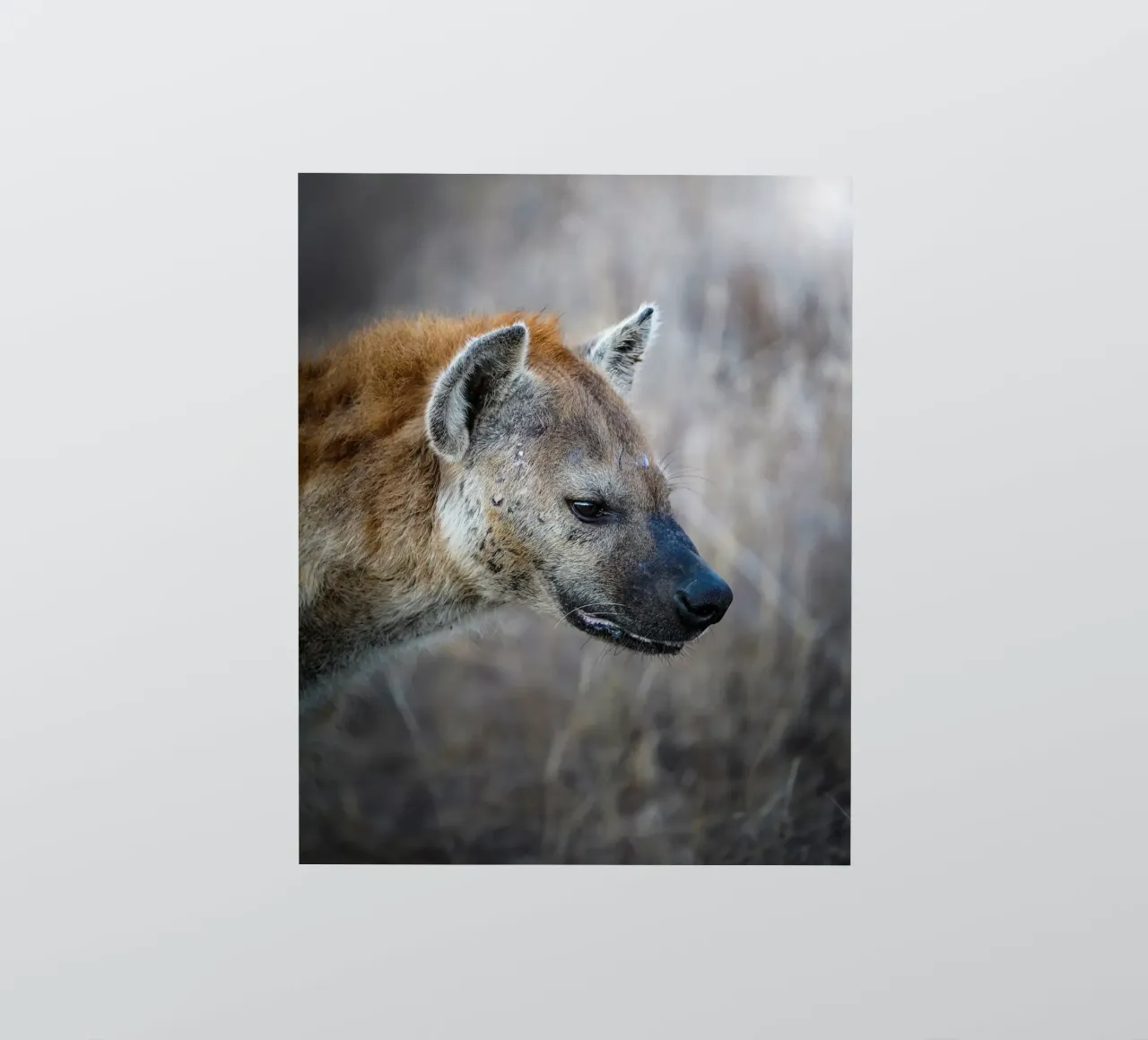 Hyena Sticker von Tom's Wildlife