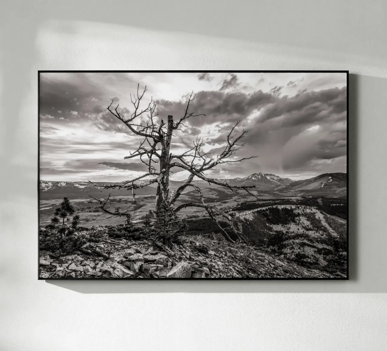 Pine Tree and Mountains plexiglass da bwphoto