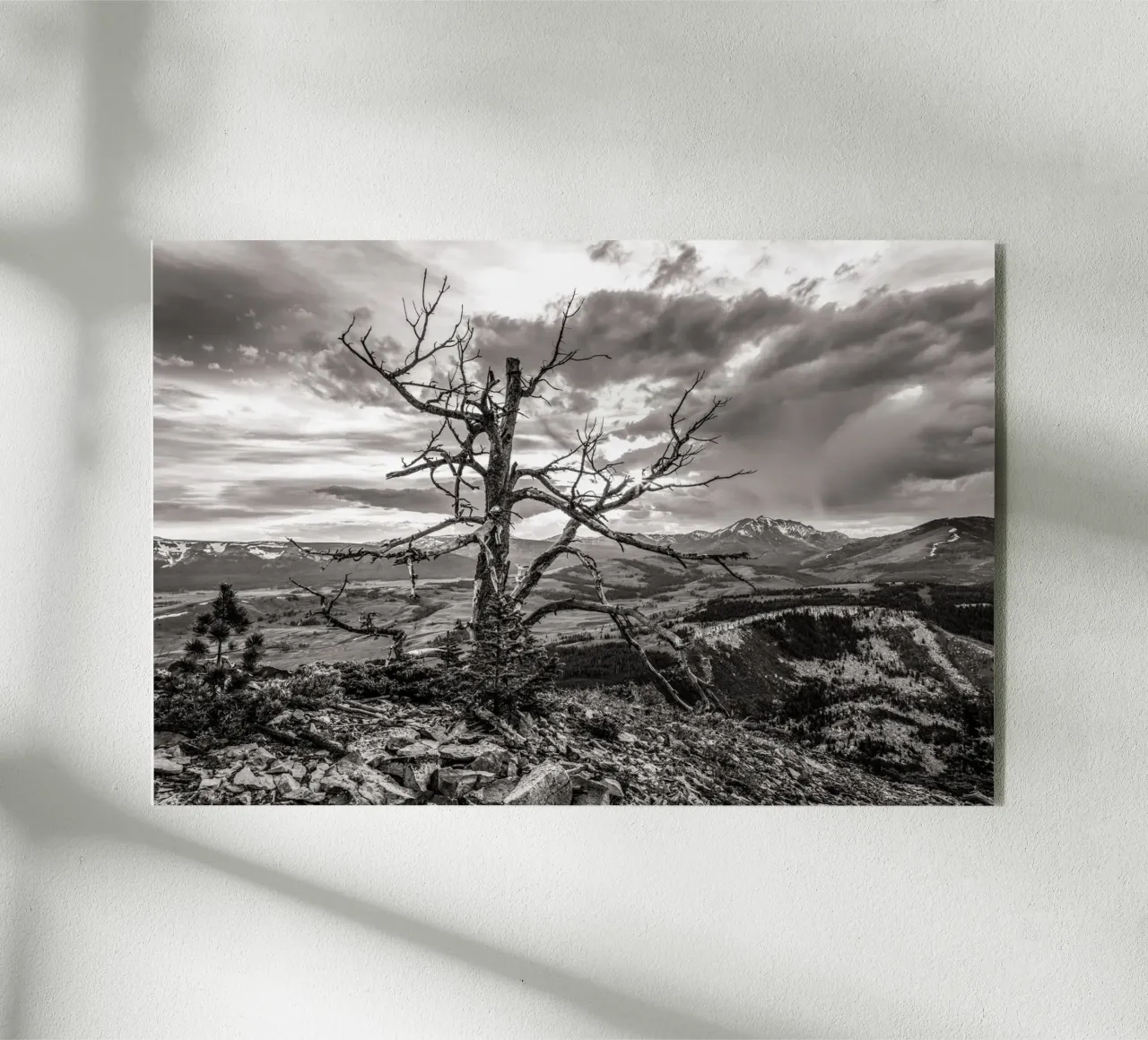 Pine Tree and Mountains plexiglass da bwphoto