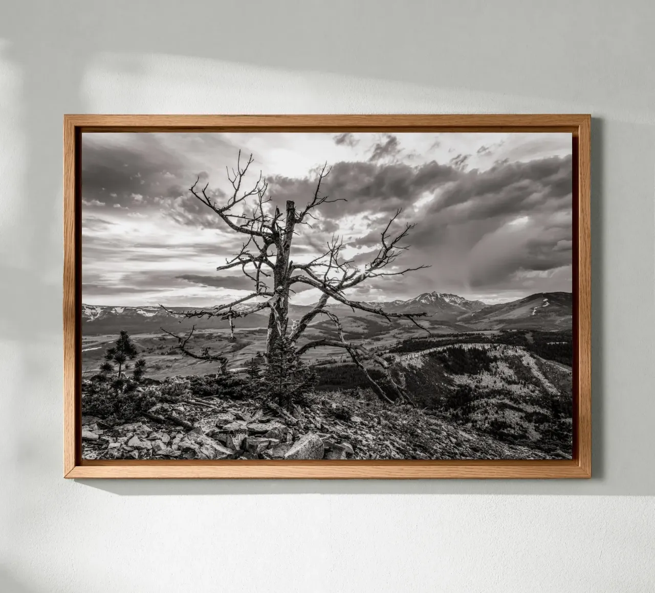 Pine Tree and Mountains alluminio dibond da bwphoto