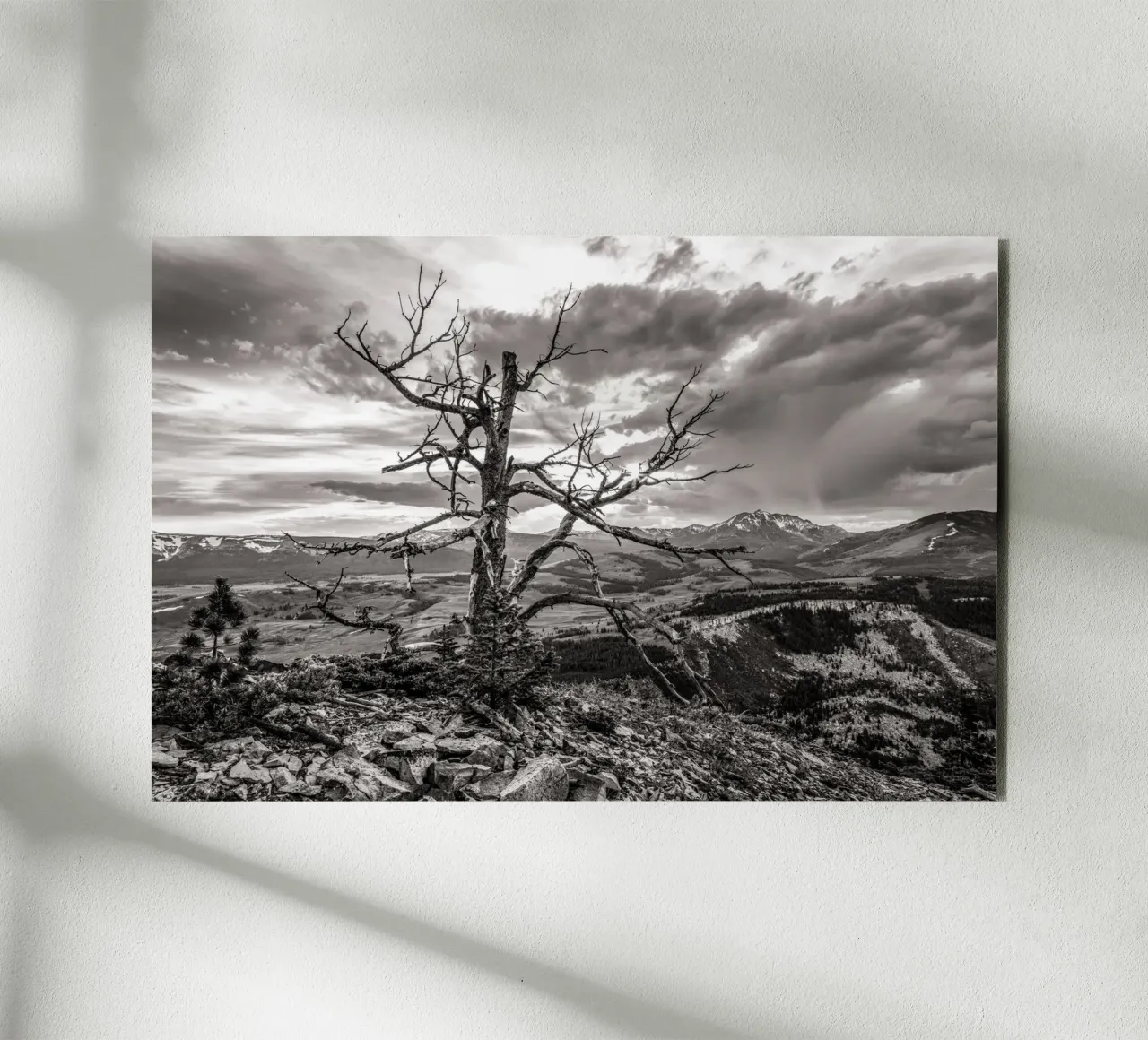 Pine Tree and Mountains alluminio dibond da bwphoto