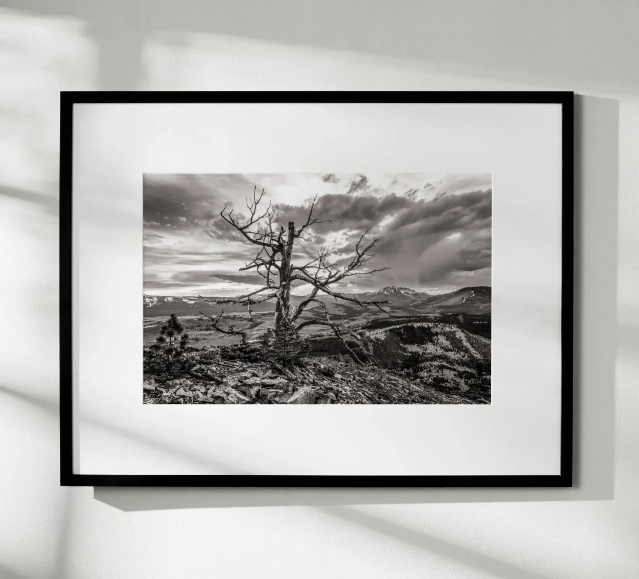Pine Tree and Mountains carta hahnemühle da bwphoto