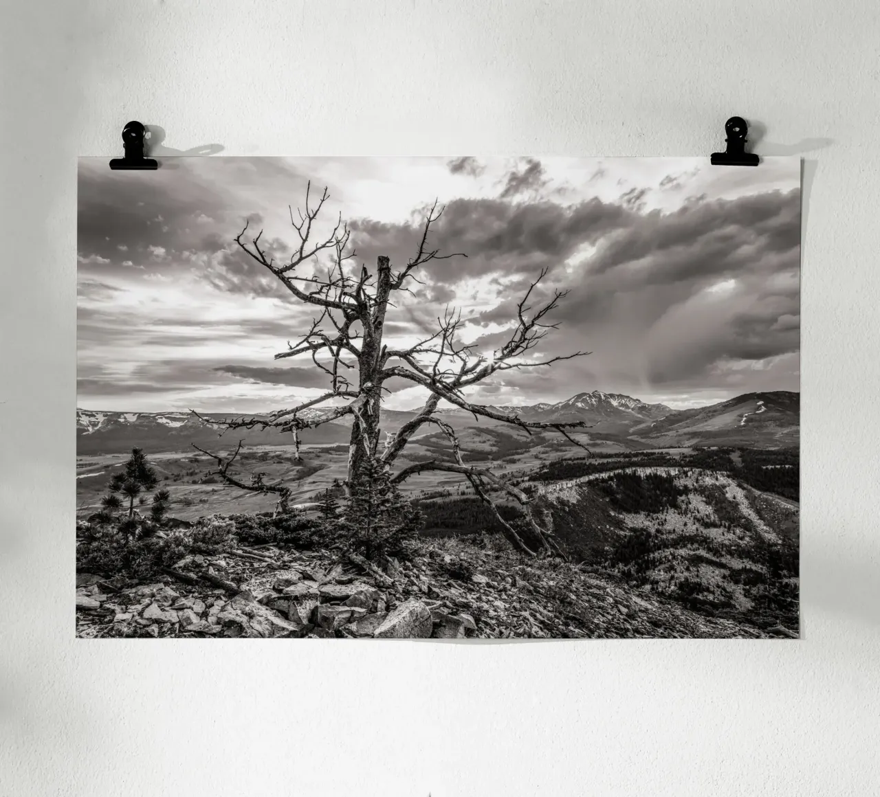 Pine Tree and Mountains poster da bwphoto