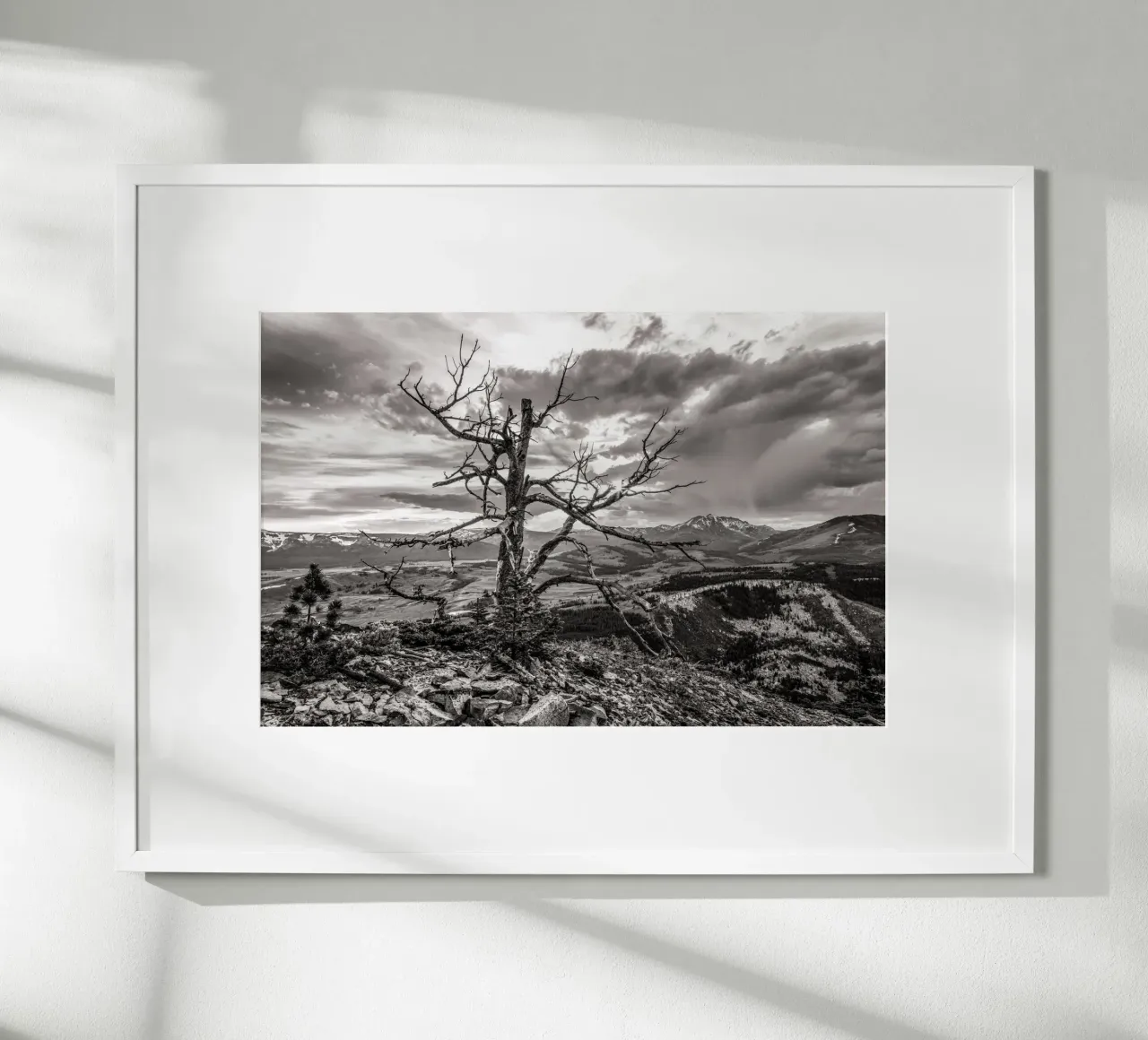 Pine Tree and Mountains carta hahnemühle da bwphoto