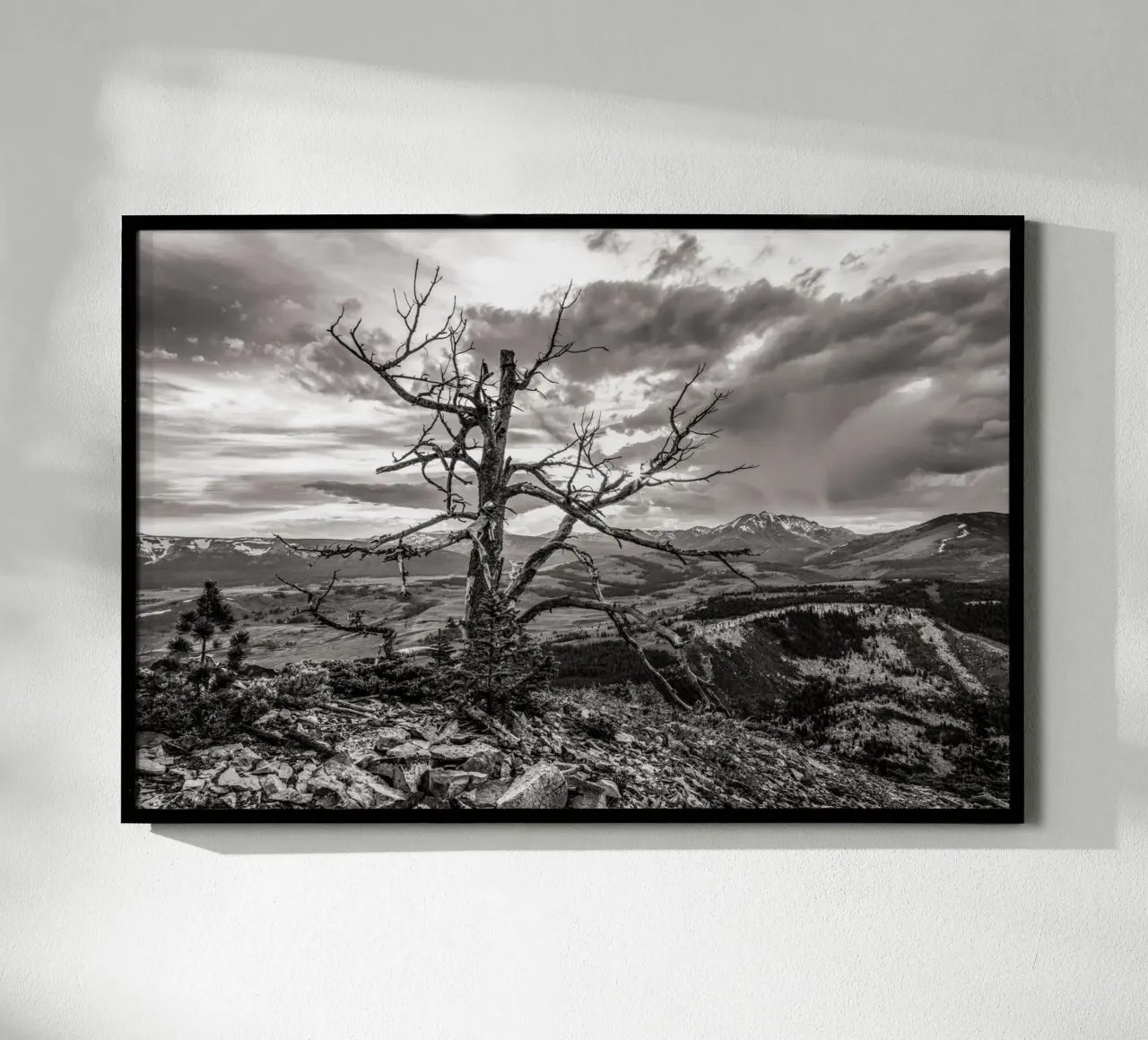 Pine Tree and Mountains poster da bwphoto