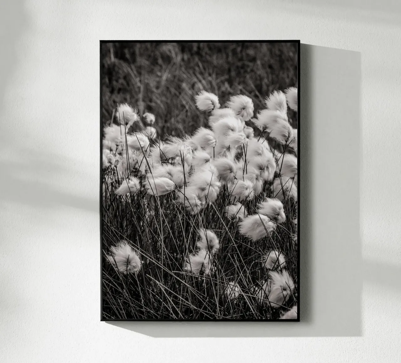 Arctic cotton plexiglass da bwphoto
