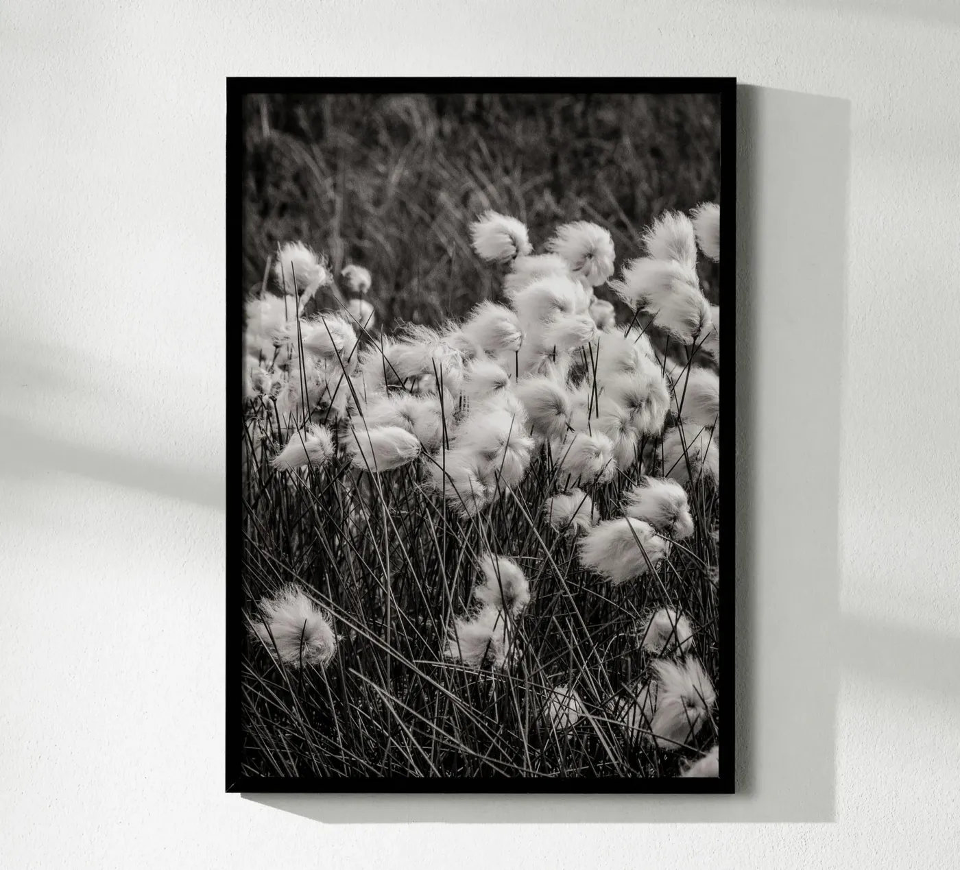 Arctic cotton poster da bwphoto