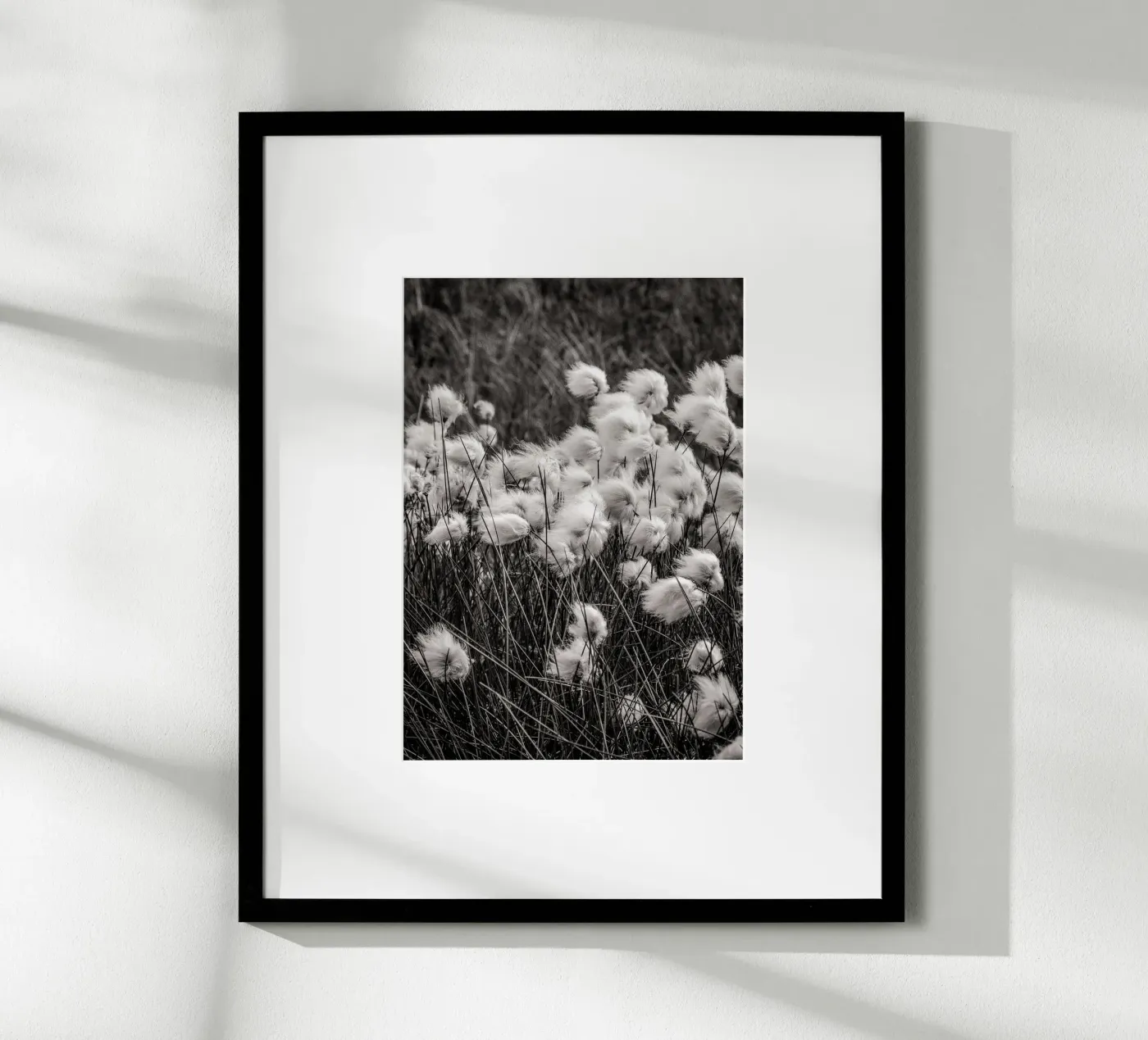 Arctic cotton poster da bwphoto