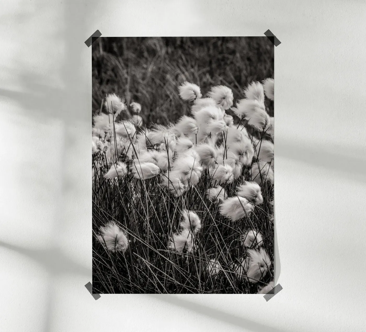 Arctic cotton poster da bwphoto