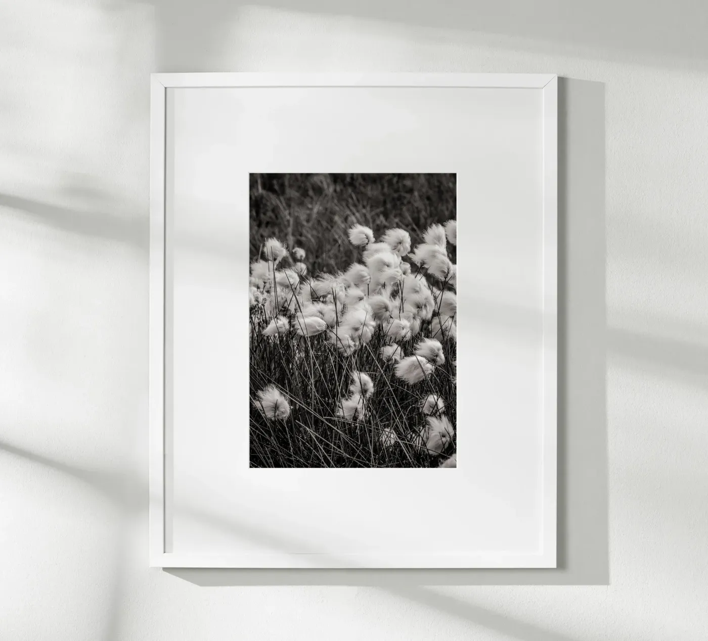 Arctic cotton poster da bwphoto