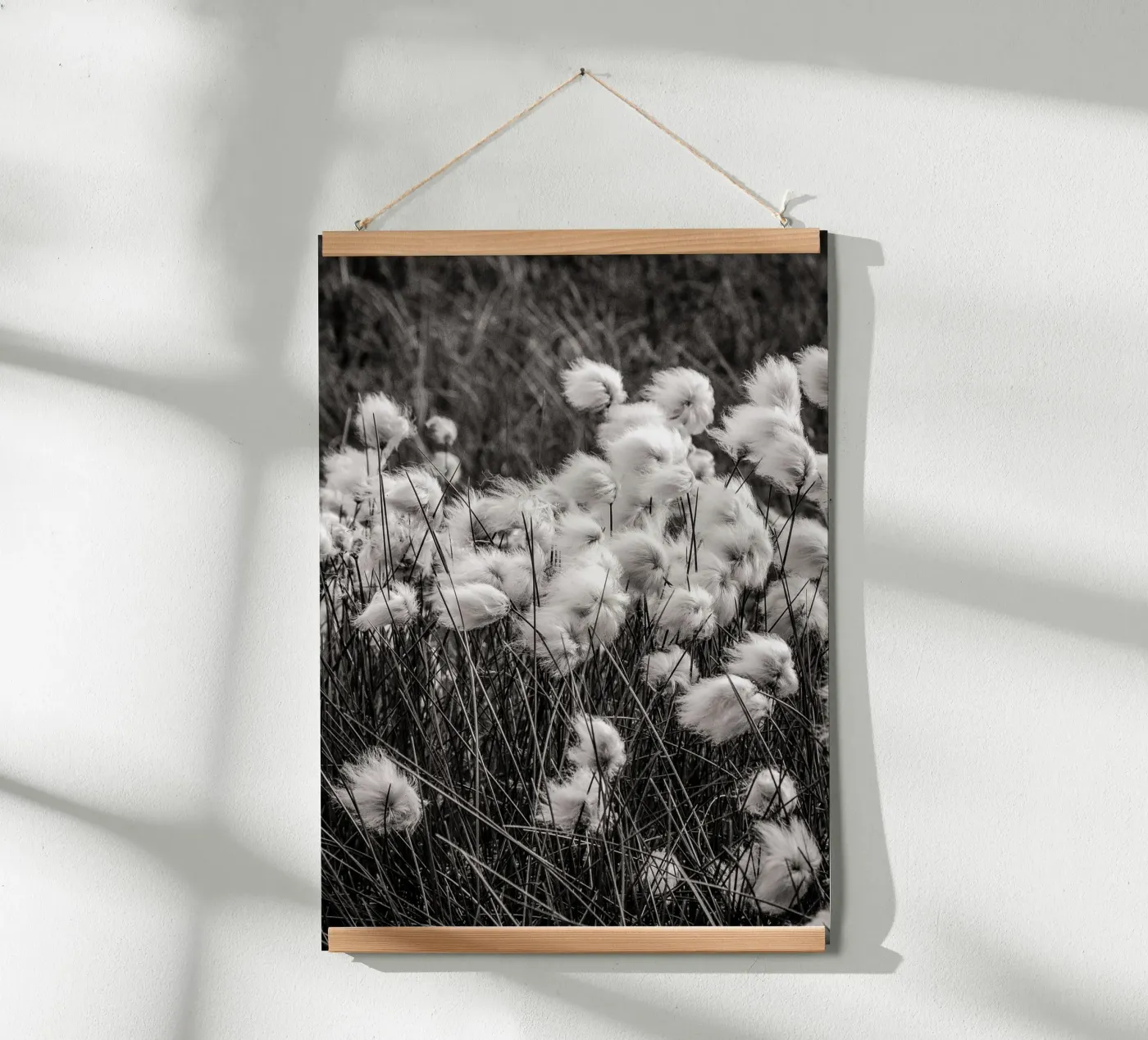Arctic cotton poster da bwphoto