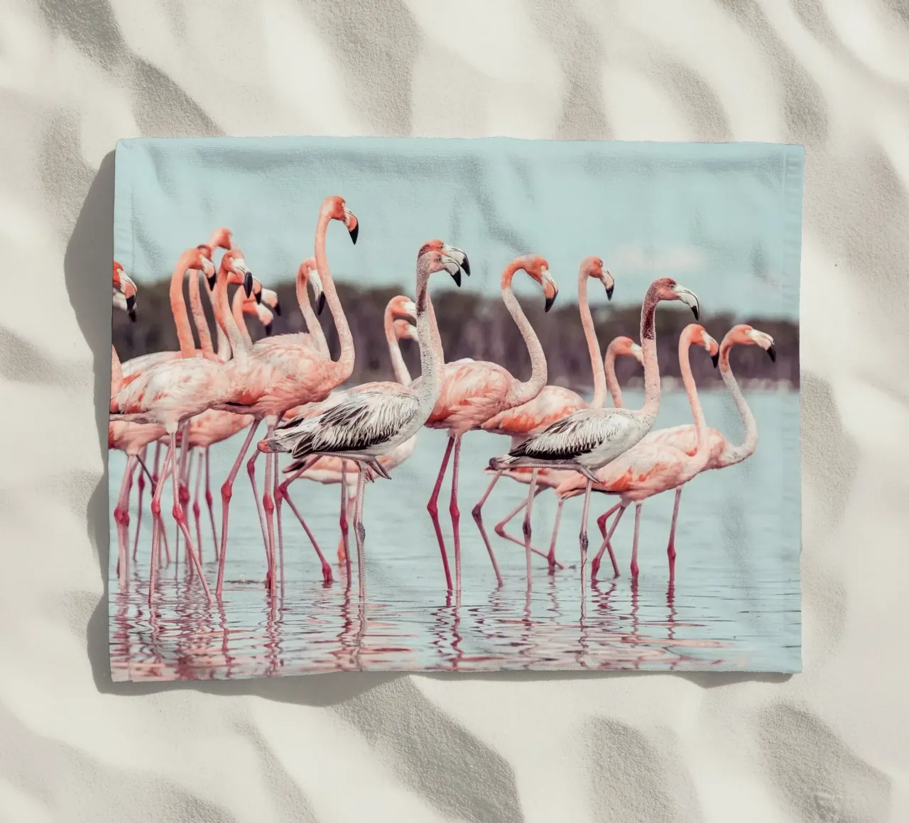 Flamingos telo mare da stunningphotos