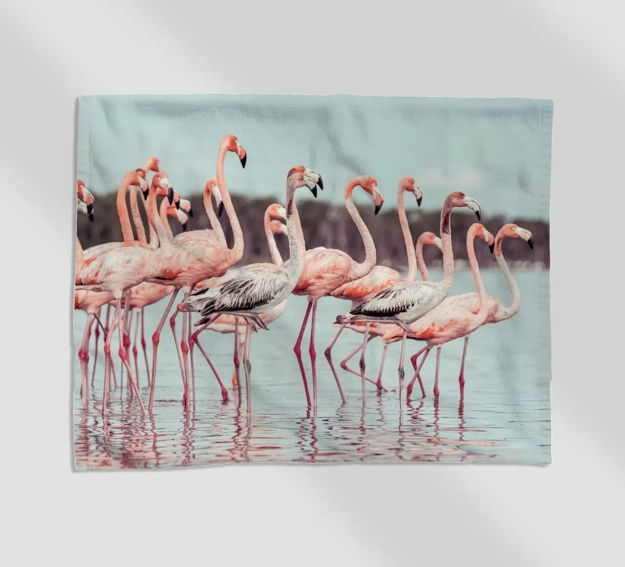 Flamingos telo mare da stunningphotos