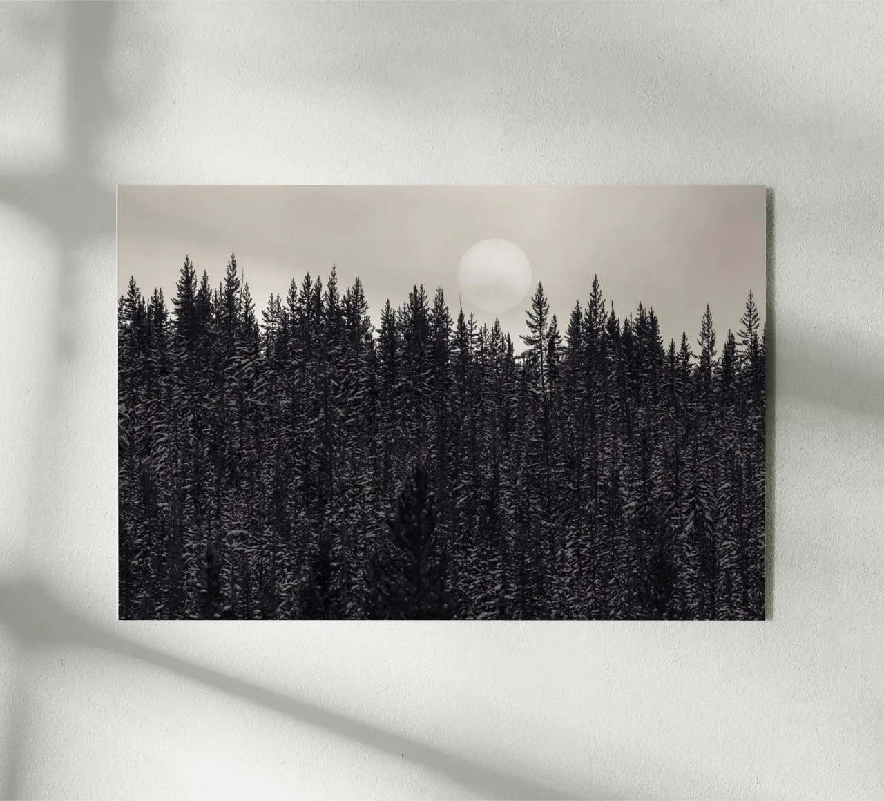 Forest with Full Moon plexiglass da bwphoto