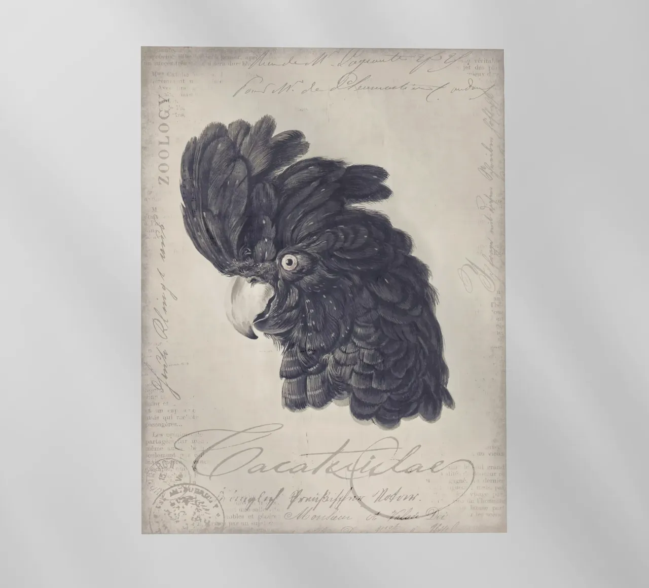 Ritratto di cacatua nero pellicola backlit da Andrea Haase Vintage World