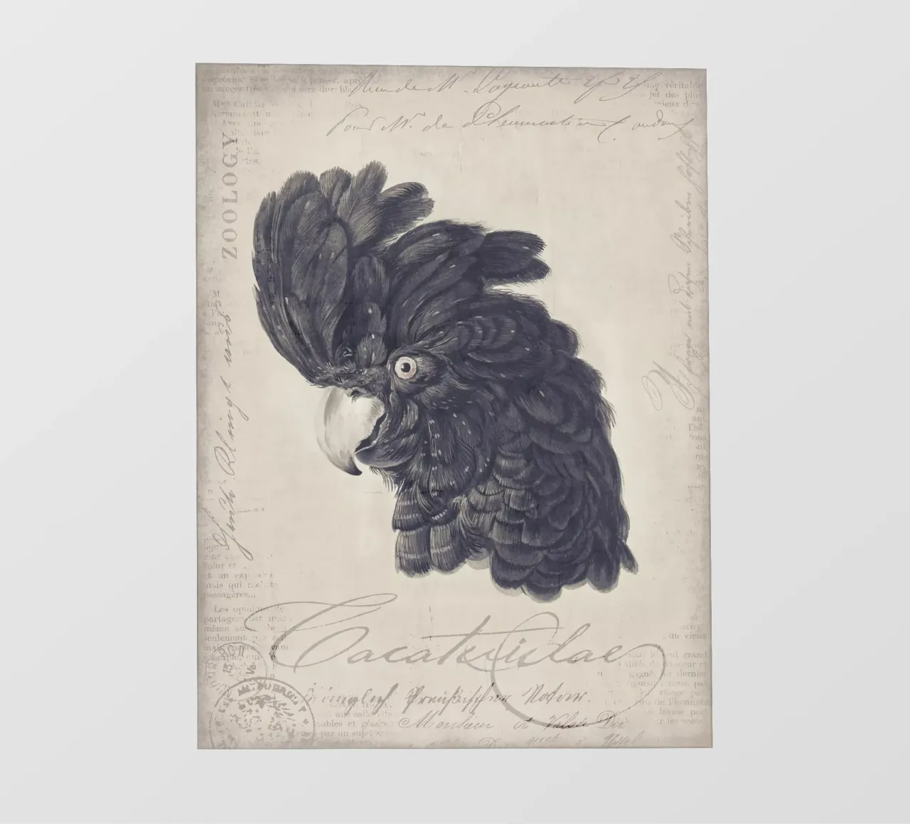 Ritratto di cacatua nero pellicola backlit da Andrea Haase Vintage World