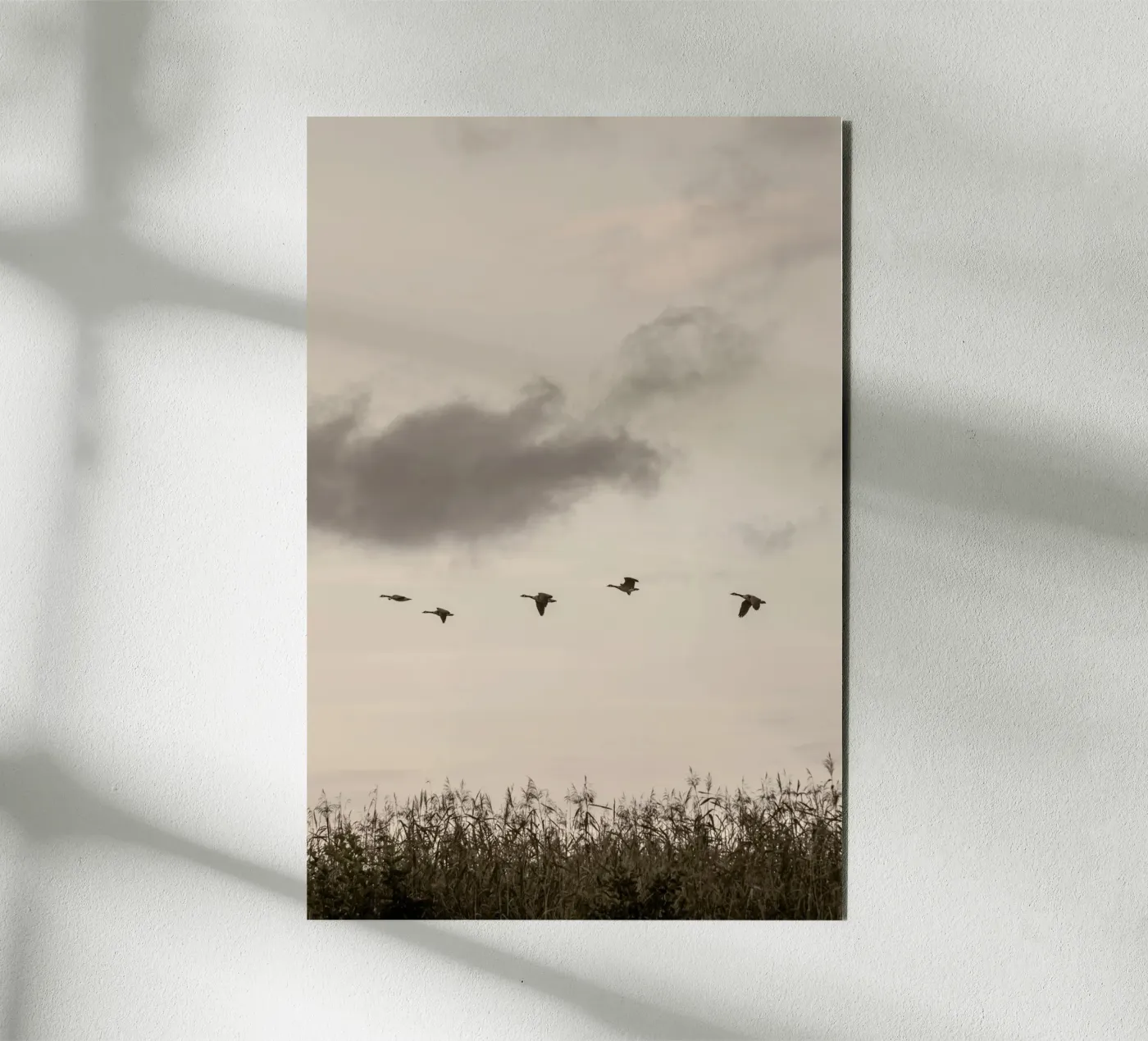 Flying alluminio dibond da Mareike Böhmer Photography