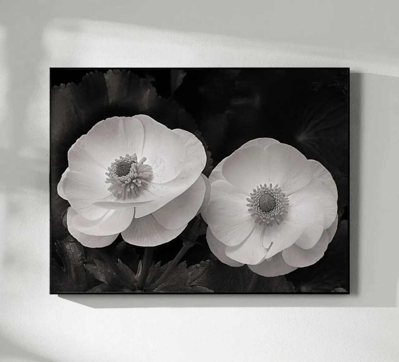 Ranunculus Flowers plexiglass da bwphoto