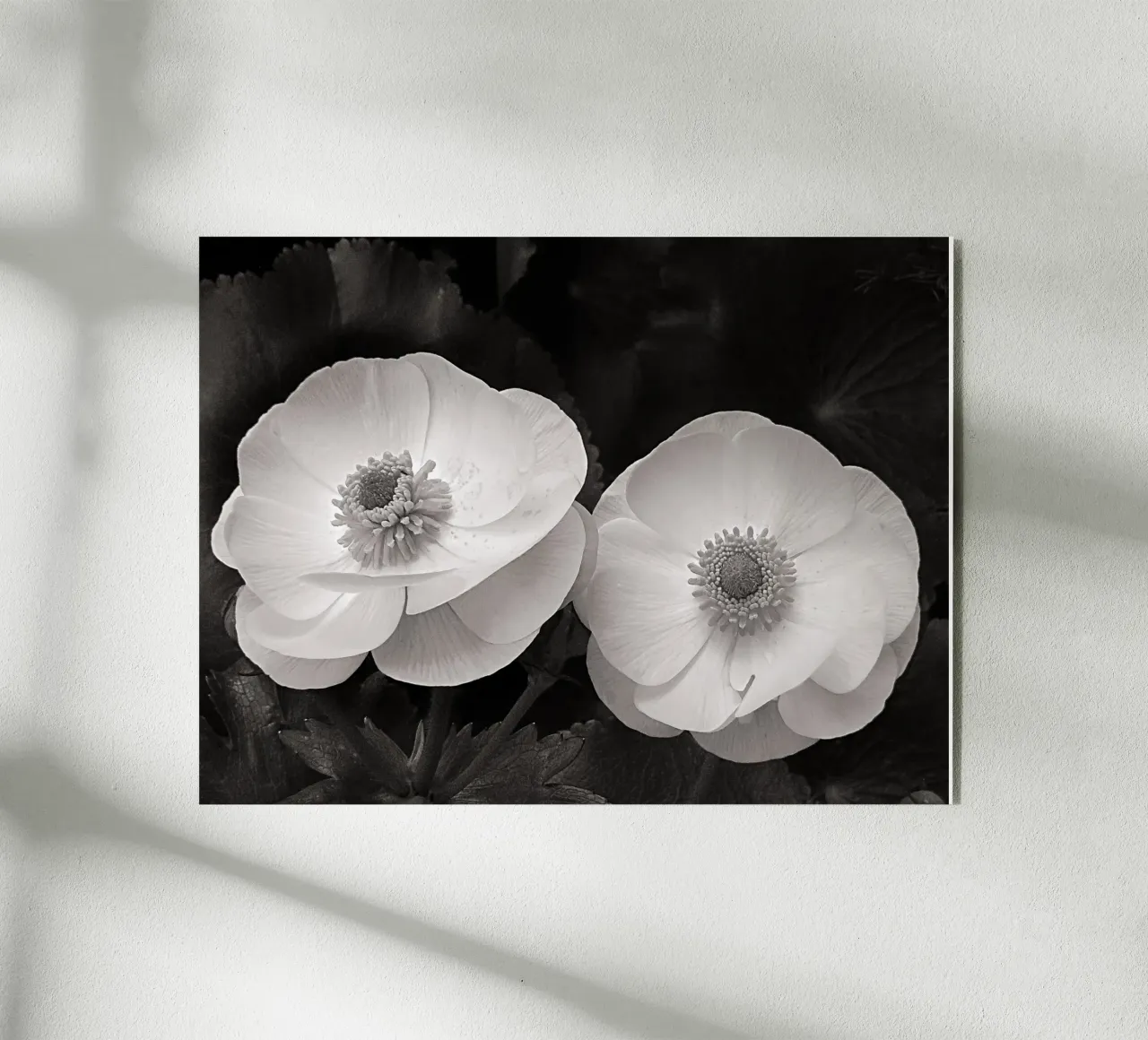 Ranunculus Flowers plexiglass da bwphoto