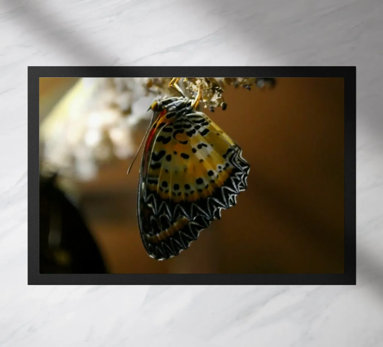 Farfalla zerbino da Lise Ruault