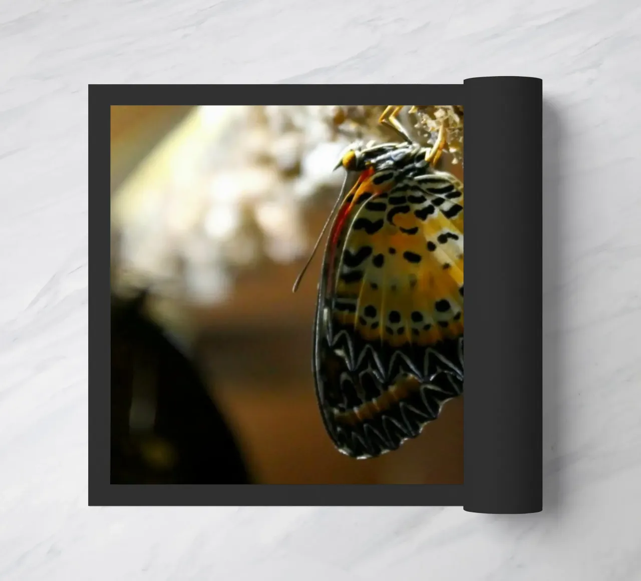 Farfalla zerbino da Lise Ruault