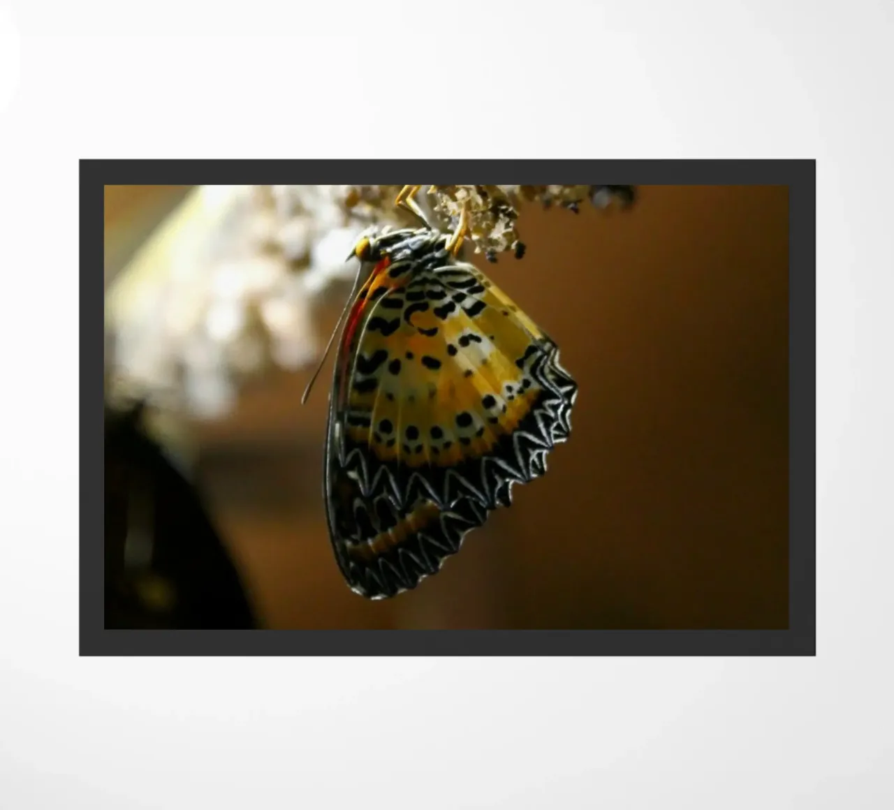 Farfalla zerbino da Lise Ruault