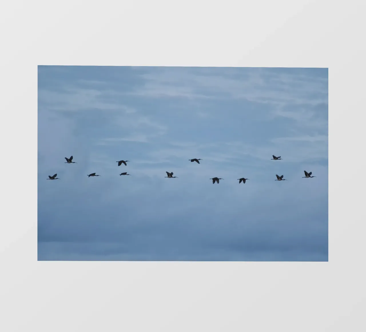 Flying fotobehang van Carol Maia